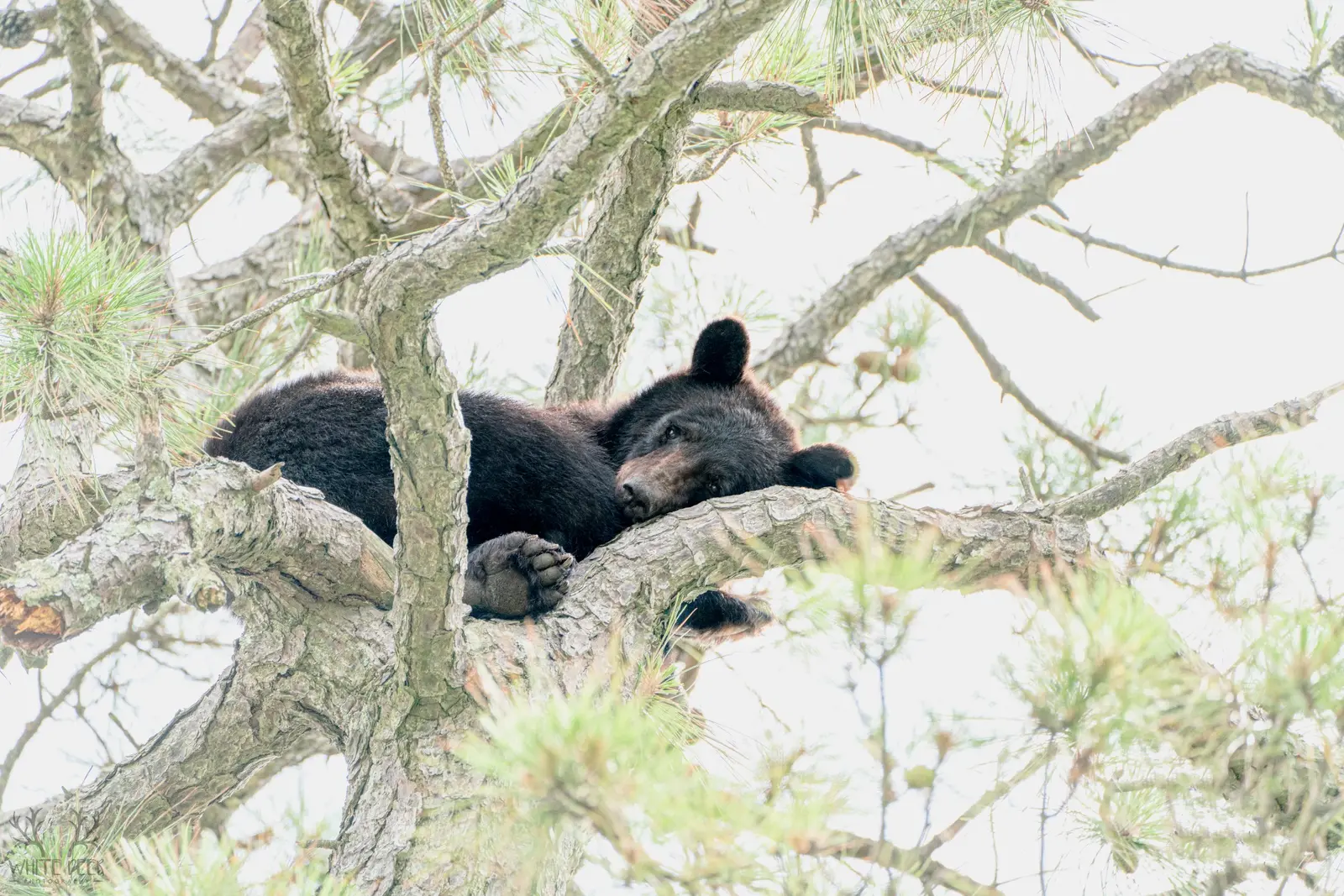 Black bear resting in the branches of a tree