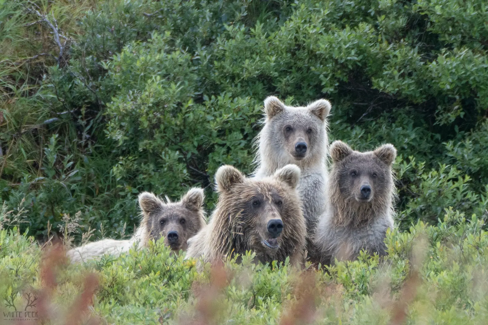 A family of brown bears looking through brush