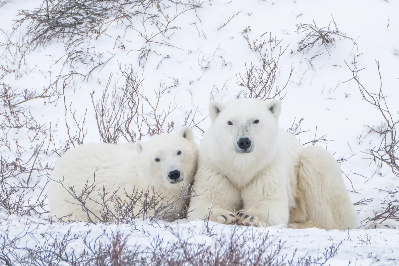 Polar bear and cub in a snowy landscape