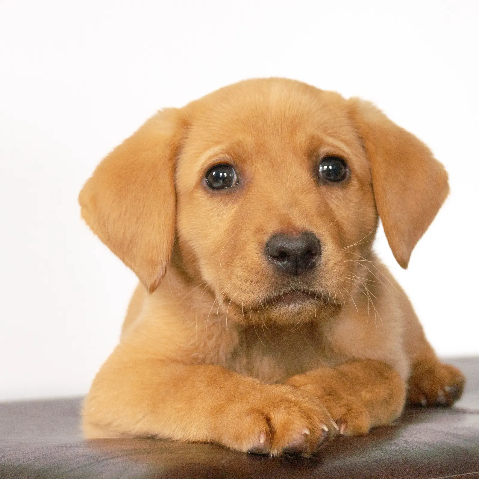 Golden puppy resting with its paws forward