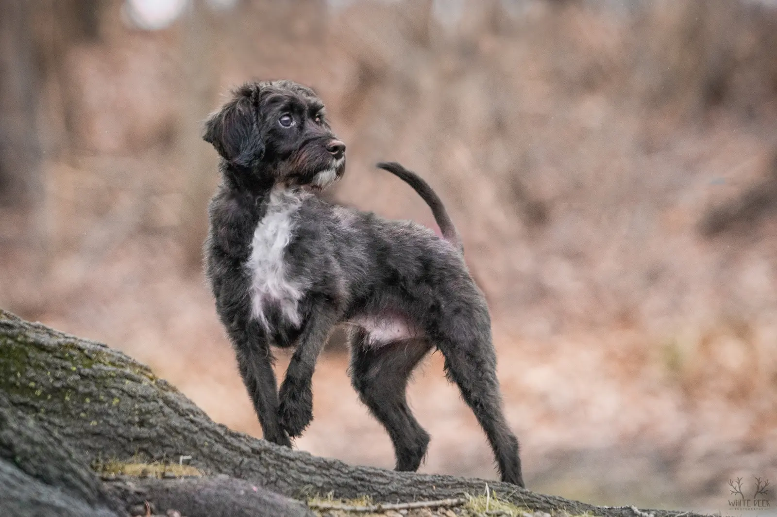 Small black dog standing confidently on a log