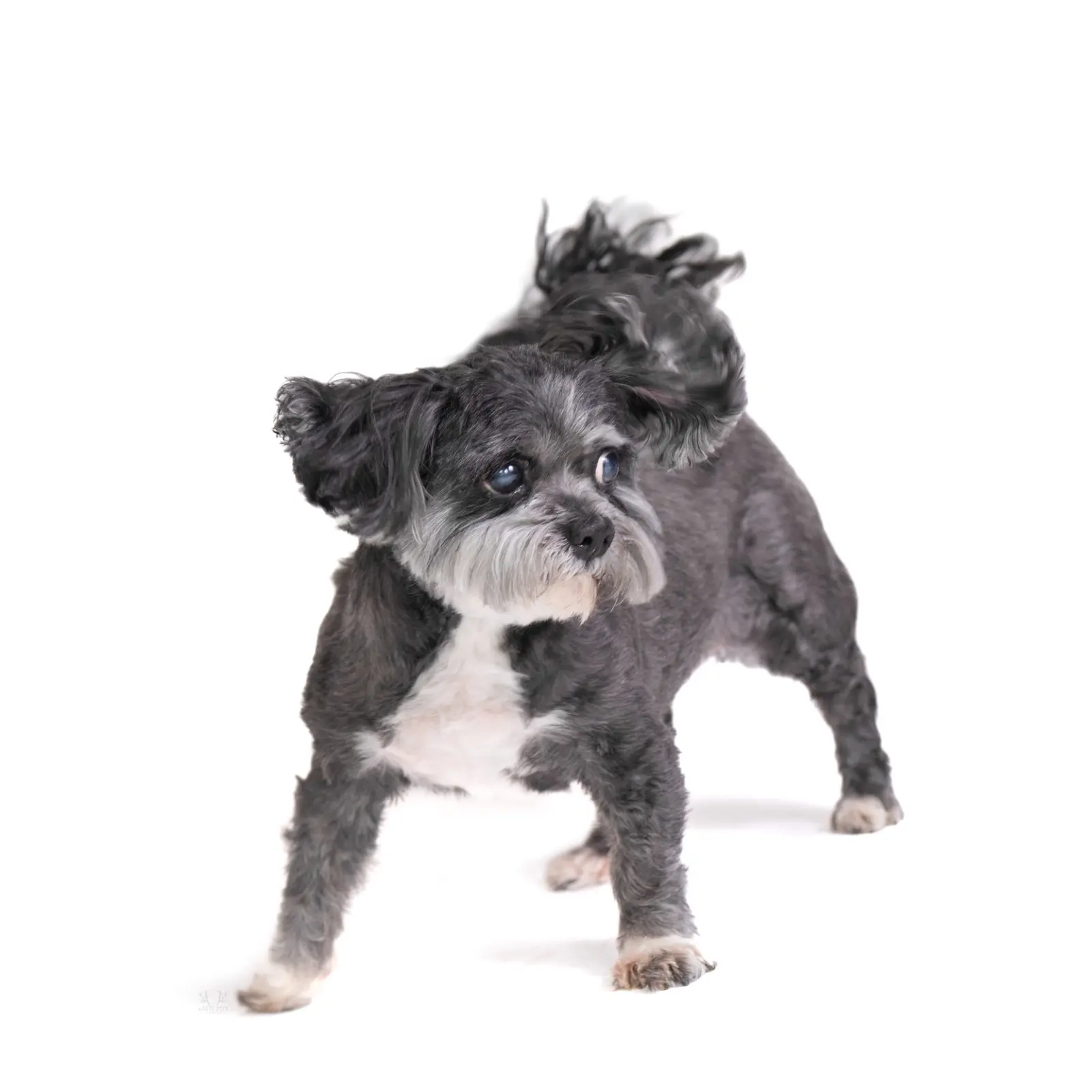 Small black and white dog in a studio portrait