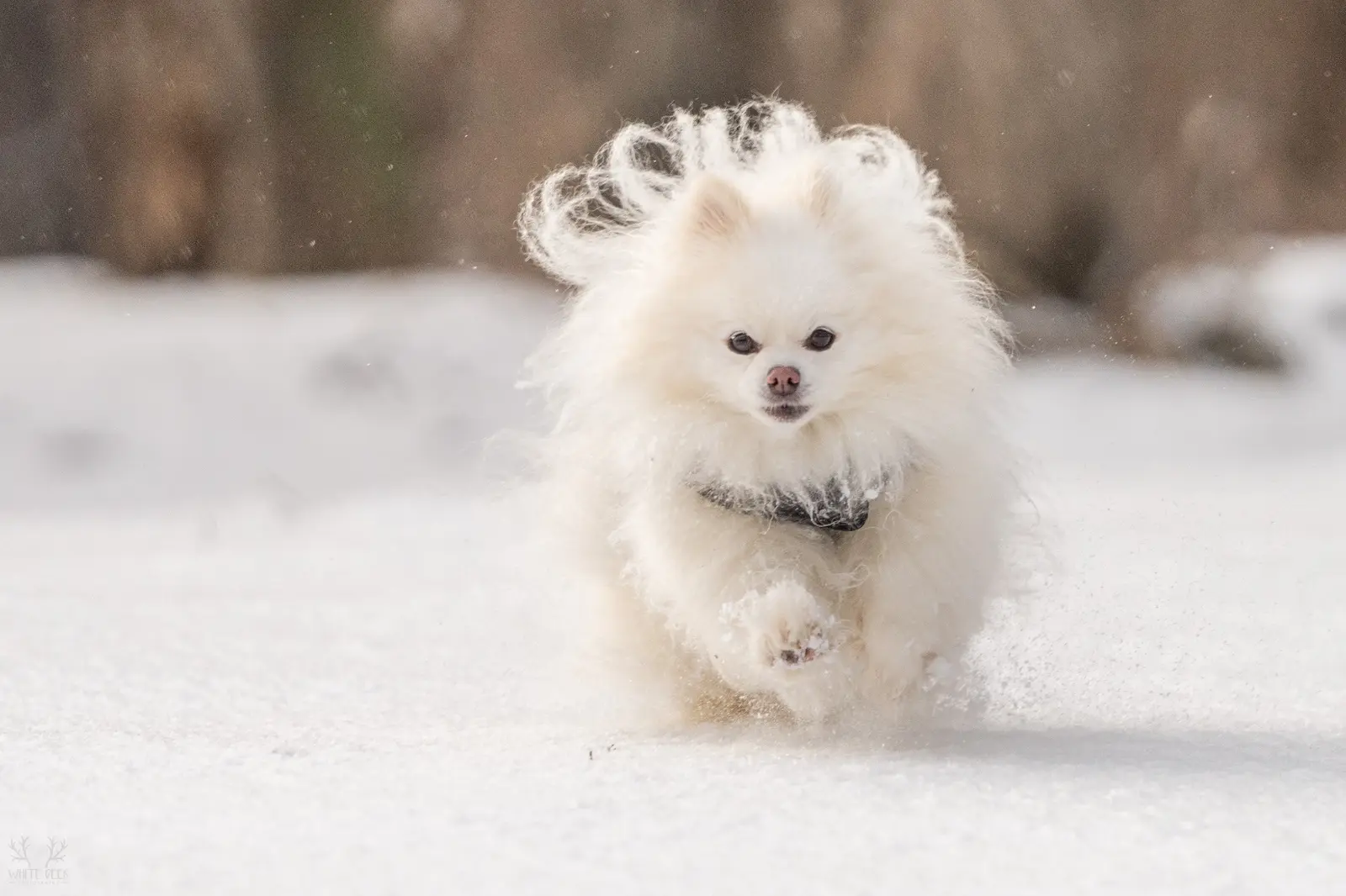 White dog running through the snow