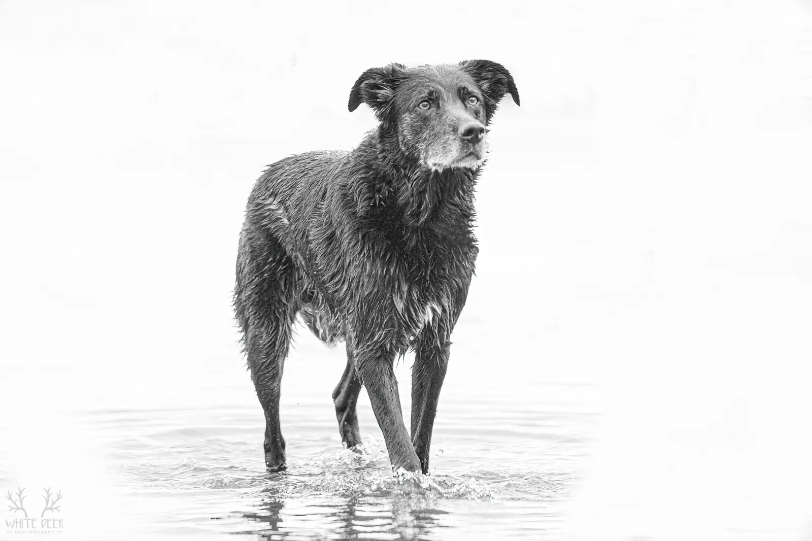 Black dog standing in shallow water