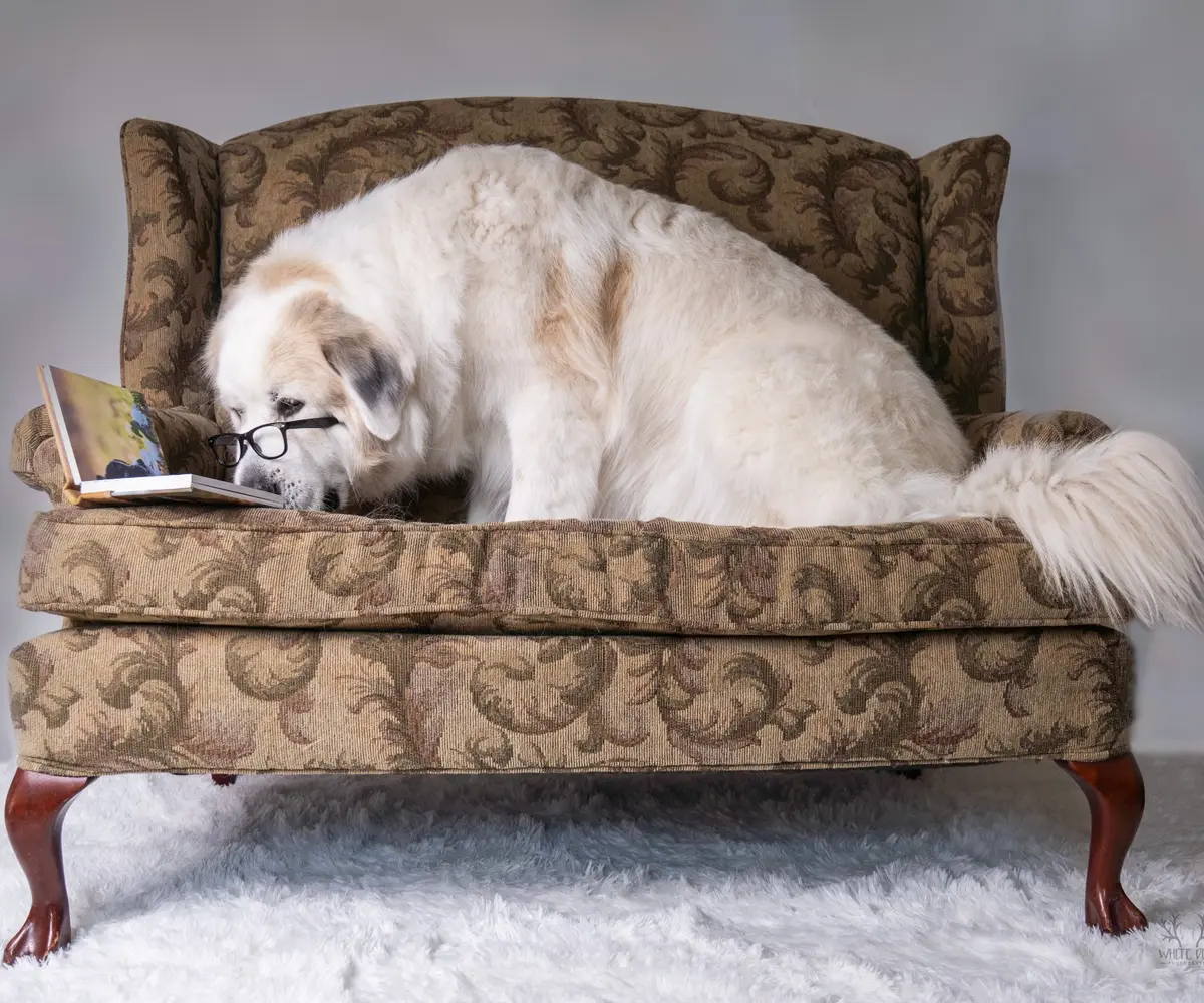 White dog resting on an ornate chair