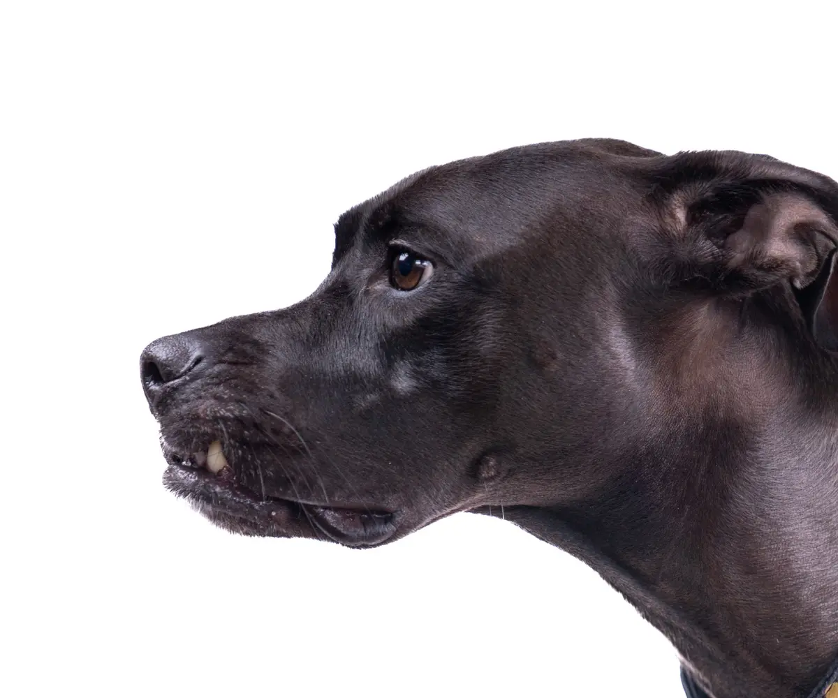 Profile portrait of a black dog against a white background