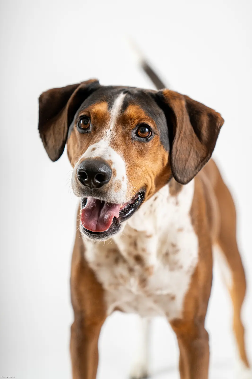 A happy brown and white dog looking toward the camera