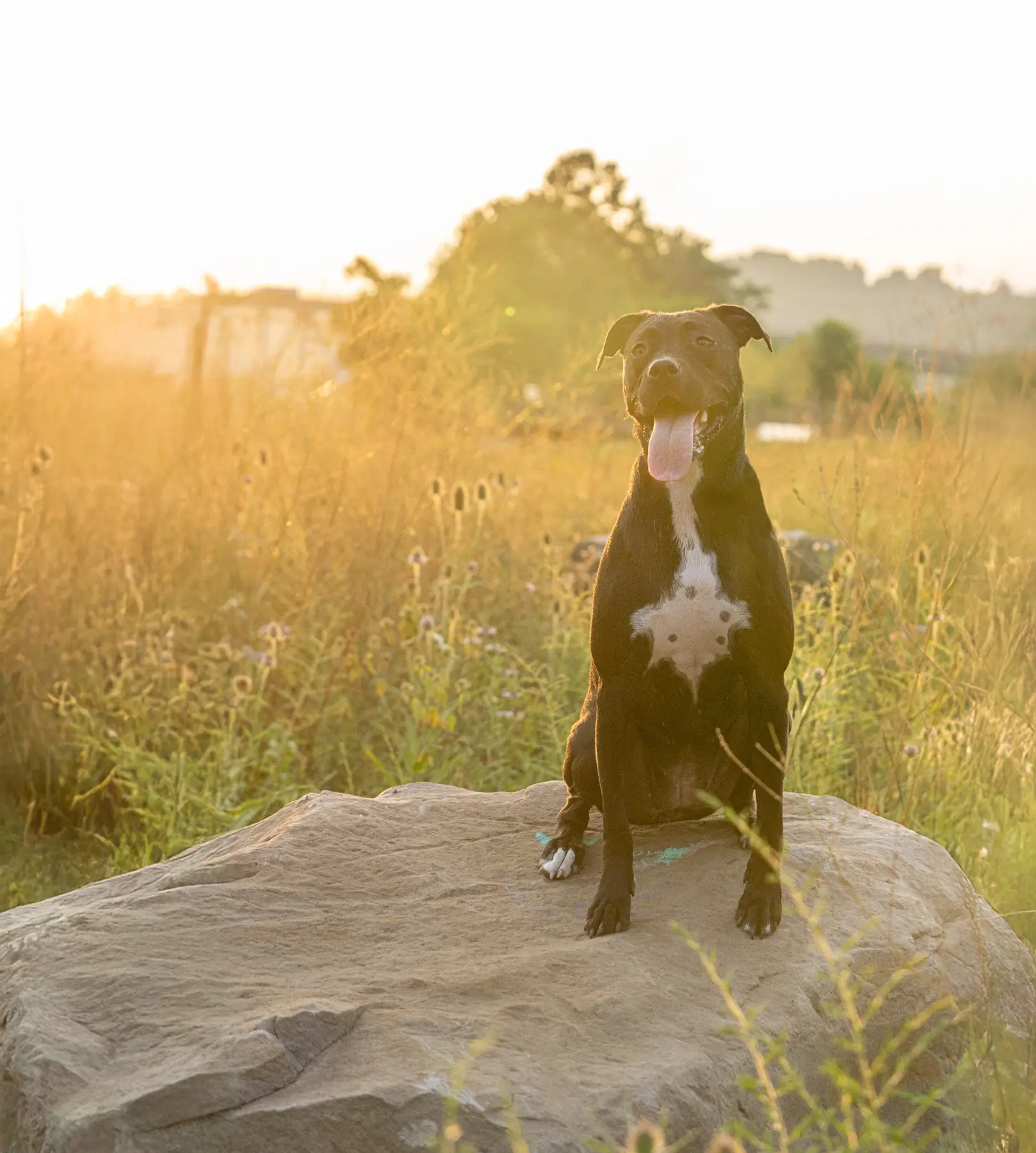 Black dog sitting on a rock in warm evening light