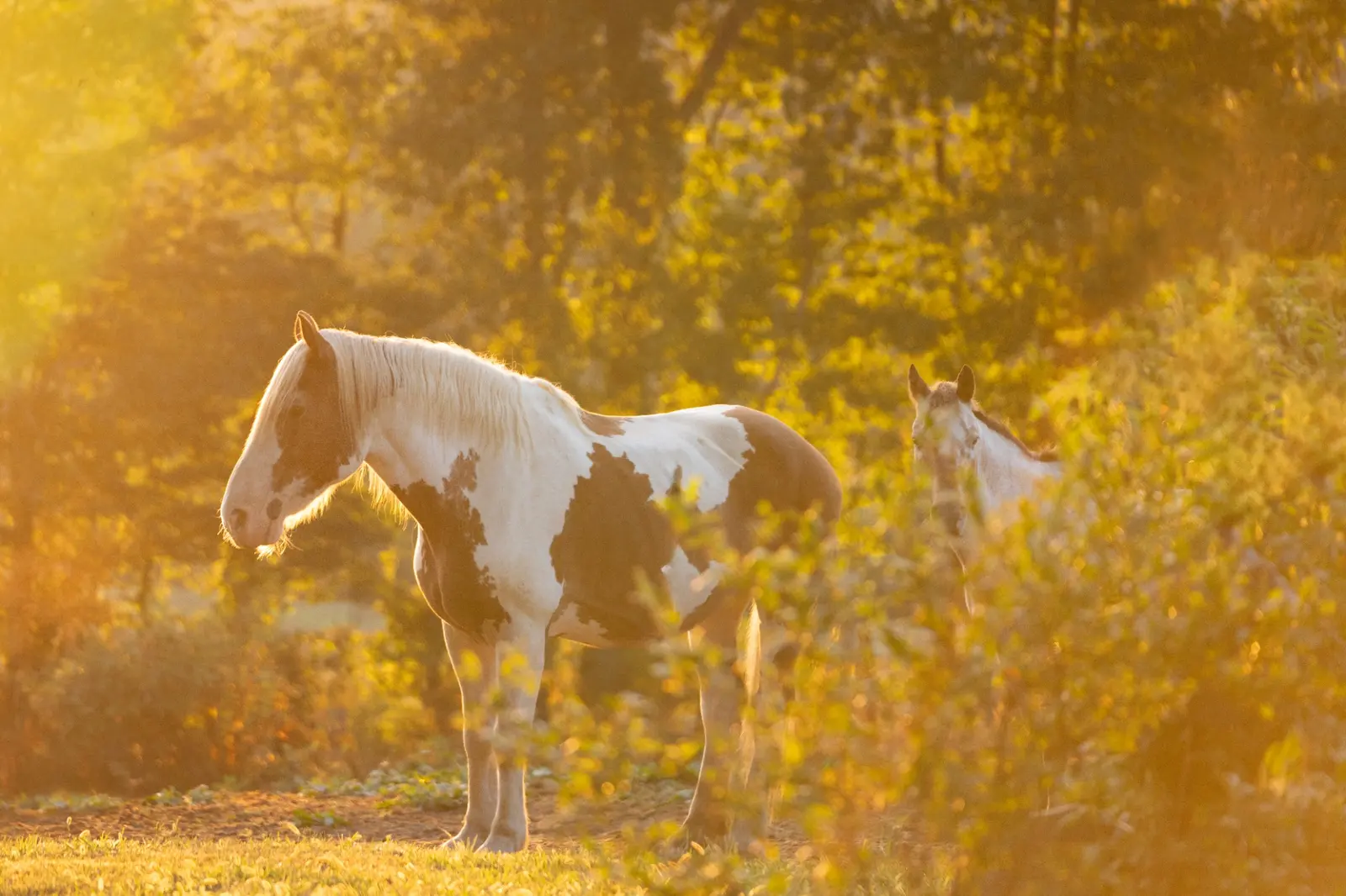White and brown horse standing in golden evening light