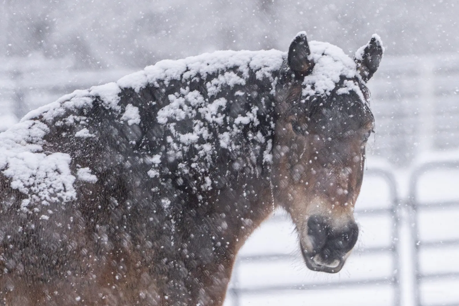 Horse covered in fresh snow