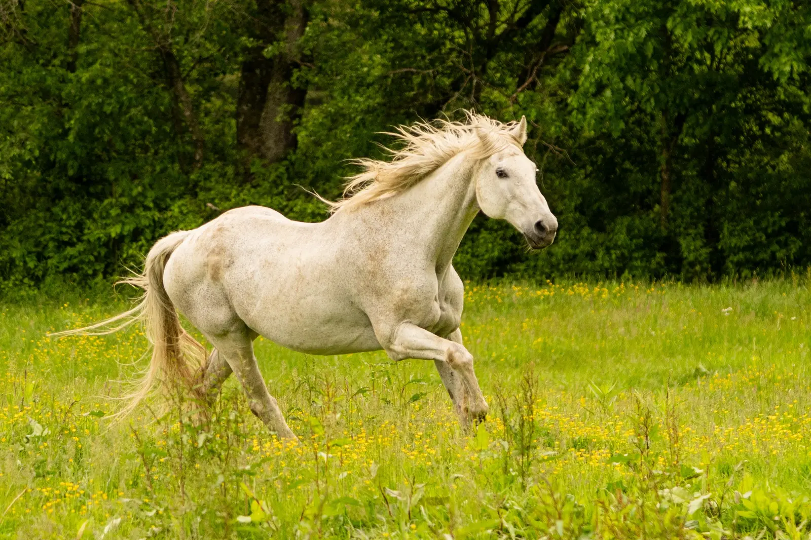 White horse running through a green field