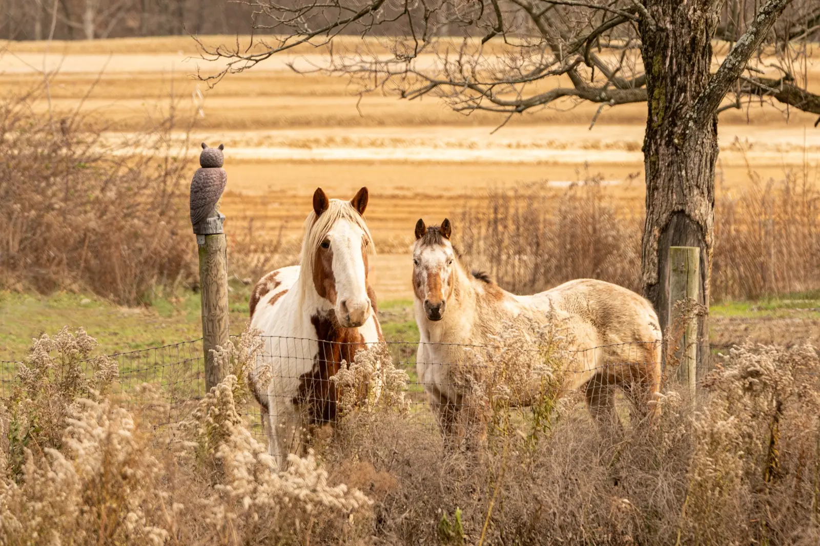 Two horses standing together in a field